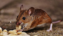 24 Hour & Emergency Exterminators in Bennett Springs, VA